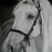 Australian Pony - Equine Art - Pencil on paper 59cm x 42cm.jpg